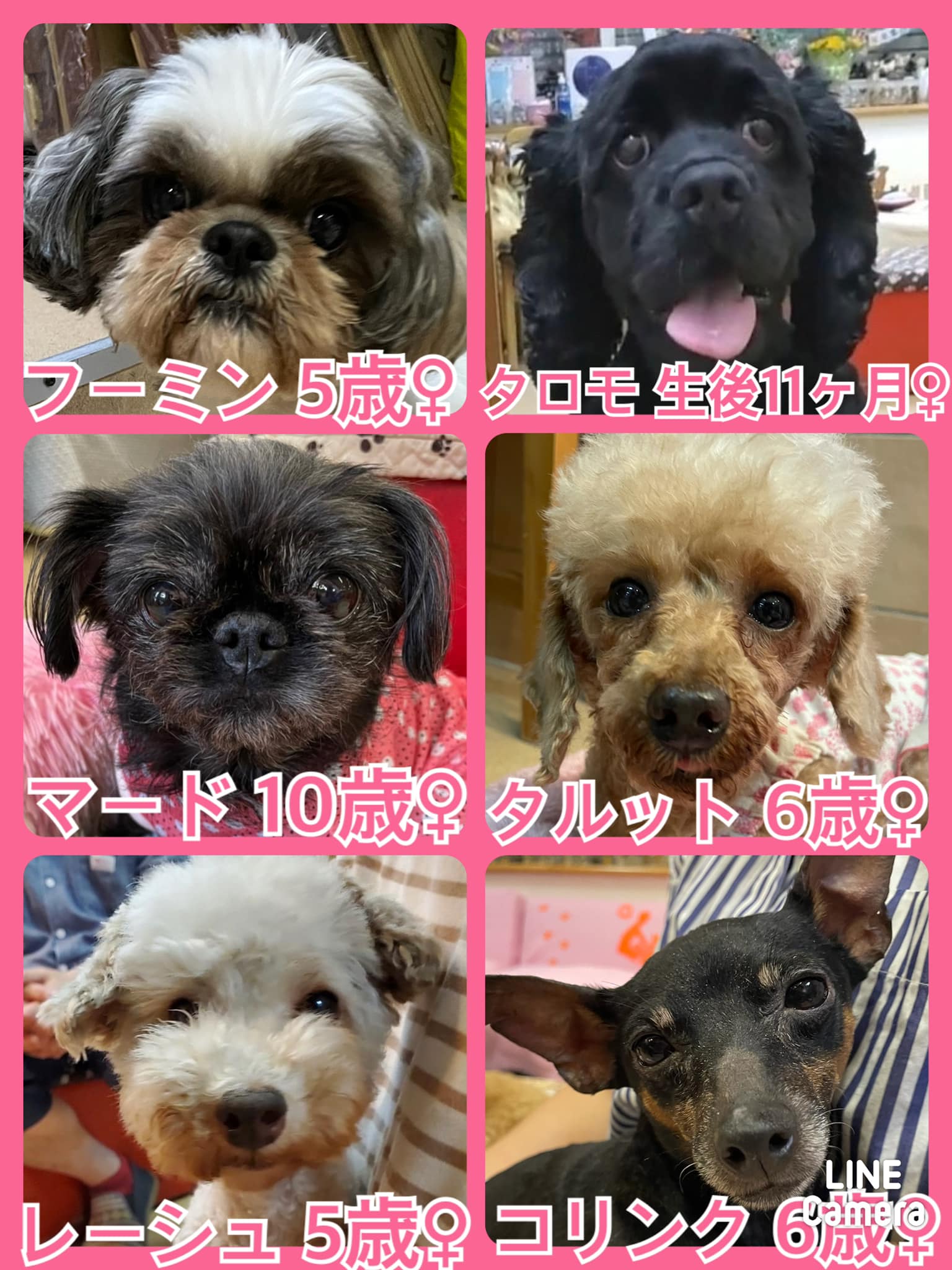 🐾今日の里親様募集中ワンコ🐶メンバーです🐾2022,6,12【保護犬カフェ天神橋店】